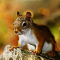 Cute red squirrel