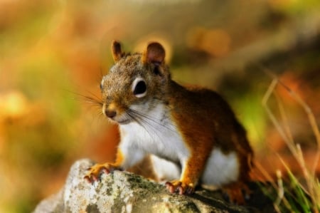 Cute red squirrel