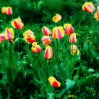 tulips