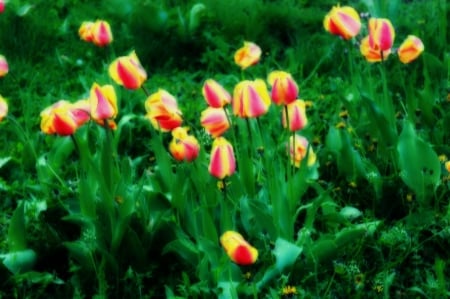 tulips - nature, tulips, art, flowers