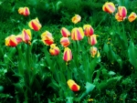 tulips