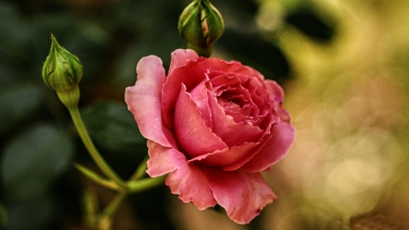 Pink Rose  - wide screen, flower, rose, beauty, beautiful, photo, love, still life, romance, photography, floral