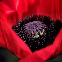 Red Poppy 