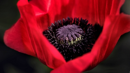 Red Poppy  - beautiful, photography, beauty, romance, photo, love, flower, Poppy, still life, wide screen, floral