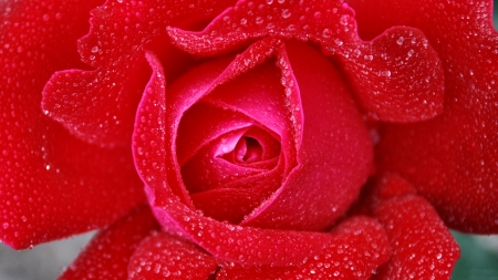 Morning Dew  - beautiful, photography, beauty, romance, photo, love, flower, still life, wide screen, Rose, floral