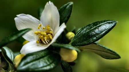 Sunnyside Up F - love, wide screen, beauty, photography, still life, floral, beautiful, romance, photo, flower