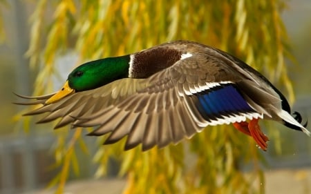 wild duck - bird, duck, branch, leaf