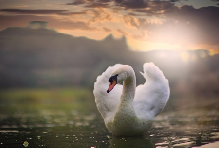 â™¥ - delicate, animal, swan, bird