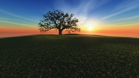 New Day - tree, nature, sunshine, landscape