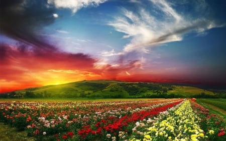 Flower Field - flowers, field, sky, nature