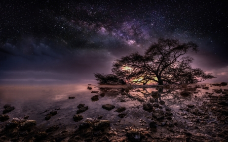 Beautiful Night - nature, sky, tree, dark