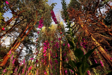 Trees - sky, plants, trees, nature