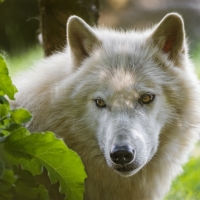 White wolf