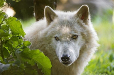 White wolf - white, wolf, animal, green