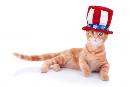 A patriot kitten - hat, funny, ginger, kitten, white, animalcat, orange, sweet, usa, cute