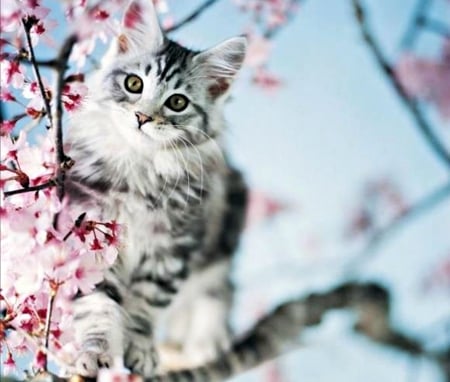 Happy Spring! - branch, blue, blossom, pink, sweet, rachael hale, cat, animal, kitten, cute