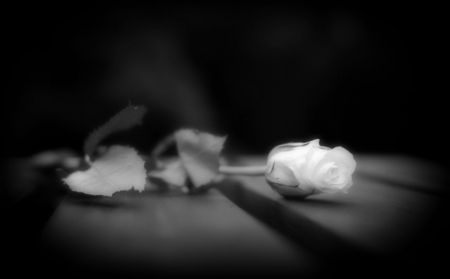 A Rose â™¥ - white, bw, single, rose, lovely, flower