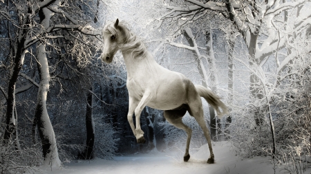 White Horse FC - winter, beautiful, photography, snow, photo, horse, wide screen, equine, animal