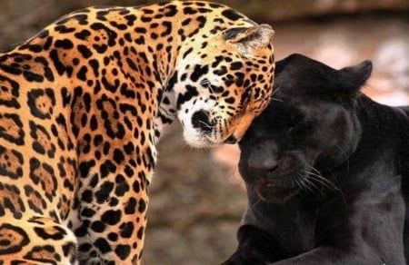 friends in life - cats, friends, leapord, panther, animals