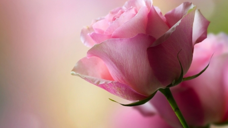 Pink Rose - beauty, rose, flower, pink