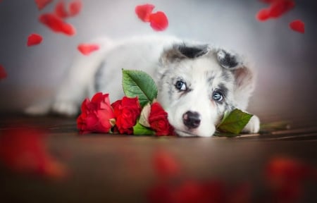 Cute Dog - roses, dog, animal, pet, cute