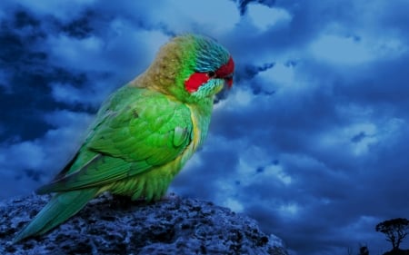 Pretty Bird - bird, cute, animal, green