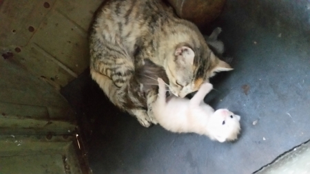 Ginger with mum, Angie - chubby, mum, ginger, naps