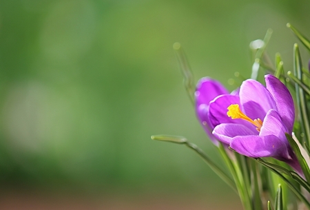 Happy spring! - flower, pink, spring, crocus, green