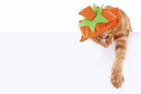 Happy Halloween! - ginger, pumpkin, orange, cat, white, animal, kitten, paw, funny, green, halloween, card