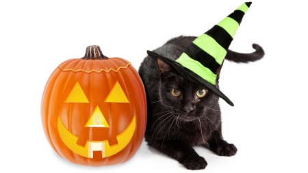 Happy Halloween! - hat, pumpkin, orange, cat, black, white, animal, funny, green, halloween, cute, card