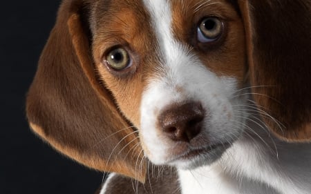 Beagle - beagle, white, animal, brown, cute, dog, face, puppy