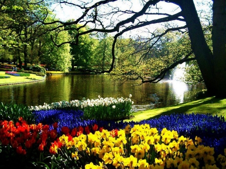 Keukenhof, Netherlands - river, tulips, trees, blossoms, spring, daffodils, park