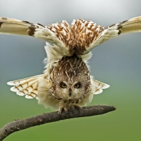 great owl