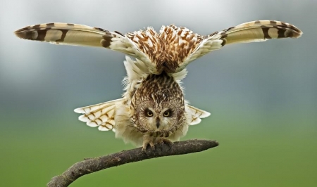 great owl - great, owl, animals, birds