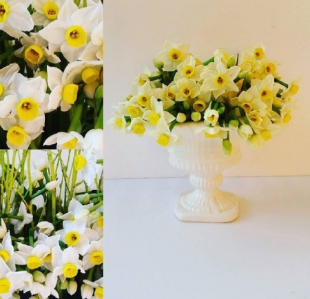 beautiful daffodils collage