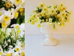 beautiful daffodils collage