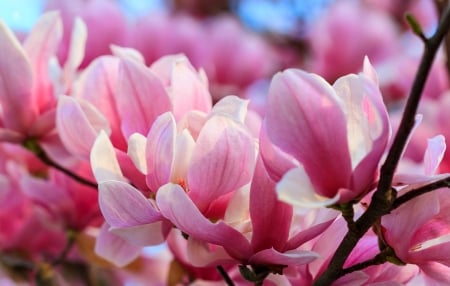 Magnolia tree - pink, beautiful, tree, magnolia, spring