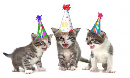 Happy Birthday to you... - hat, sweet, birthday, cat, white, animal, kitten, funny, cute, card