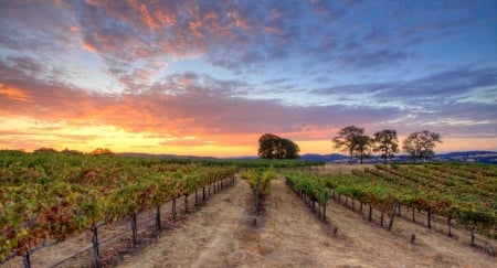 Foothill Vineyards, California - sky, landscape, clouds, sunset, plants