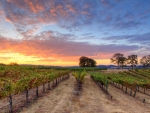 Foothill Vineyards, California