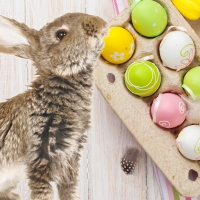 Easter Bunny and Eggs