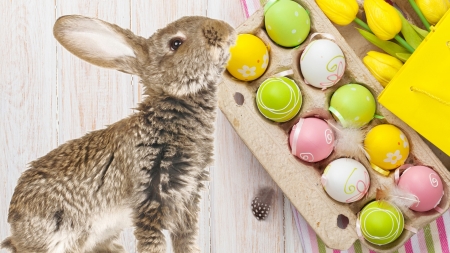 Easter Bunny and Eggs - eggs, rabbit, spring, Easter, colored eggs, bunny