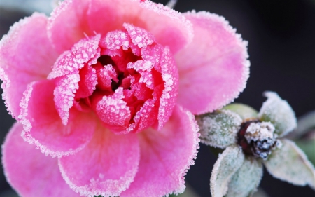 Lovely Flower - flowers, frozen, pink, nature