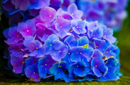 Lovely Flowers - flowers, petals, nature, blue