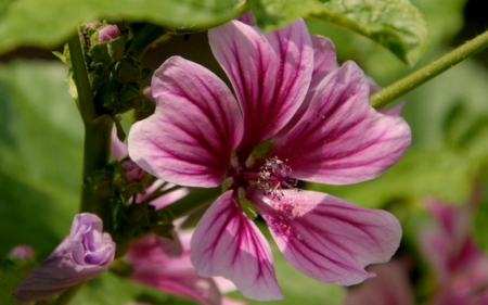 Lovely Flowers - flowers, pink, nature, bloom