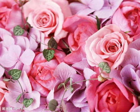 Lovely Flowers - flowers, roses, pink, nature