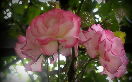 Lovely Flowers - flowers, pink, nature, bloom