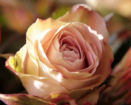 Lovely Rose - flower, nature, rose, bloom