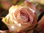 Lovely Rose