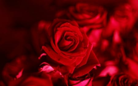 Red Roses - flowers, red, roses, bloom